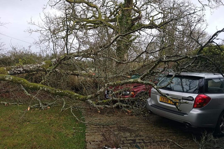 Emergency Tree Removal